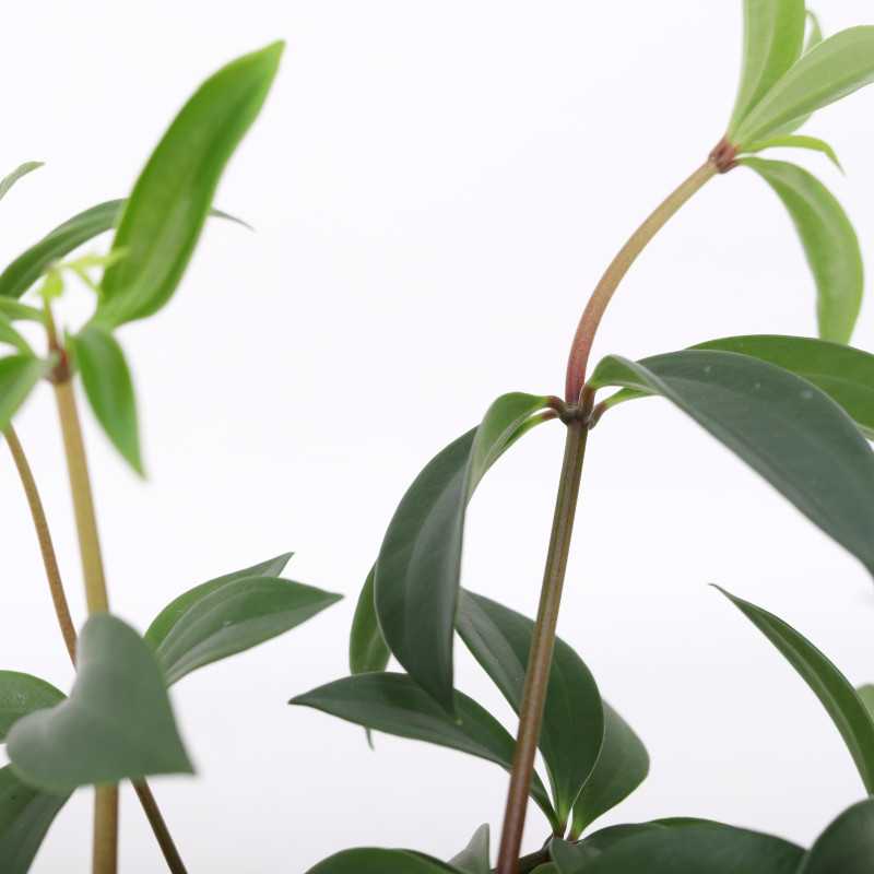PEPERO.DROBNA PL-24/02/6717 PEPEROMIA