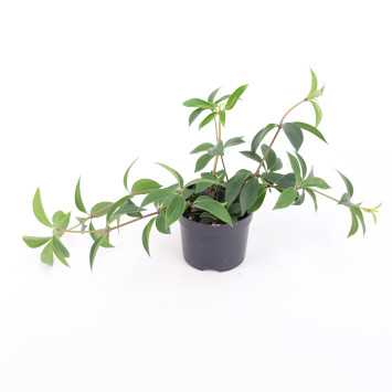 PEPERO.DROBNA PL-24/02/6717 PEPEROMIA
