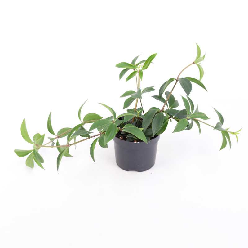 PEPERO.DROBNA PL-24/02/6717 PEPEROMIA