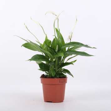 Spathiphyllum ( Skrzydłokwiat)- średnica: 12 cm