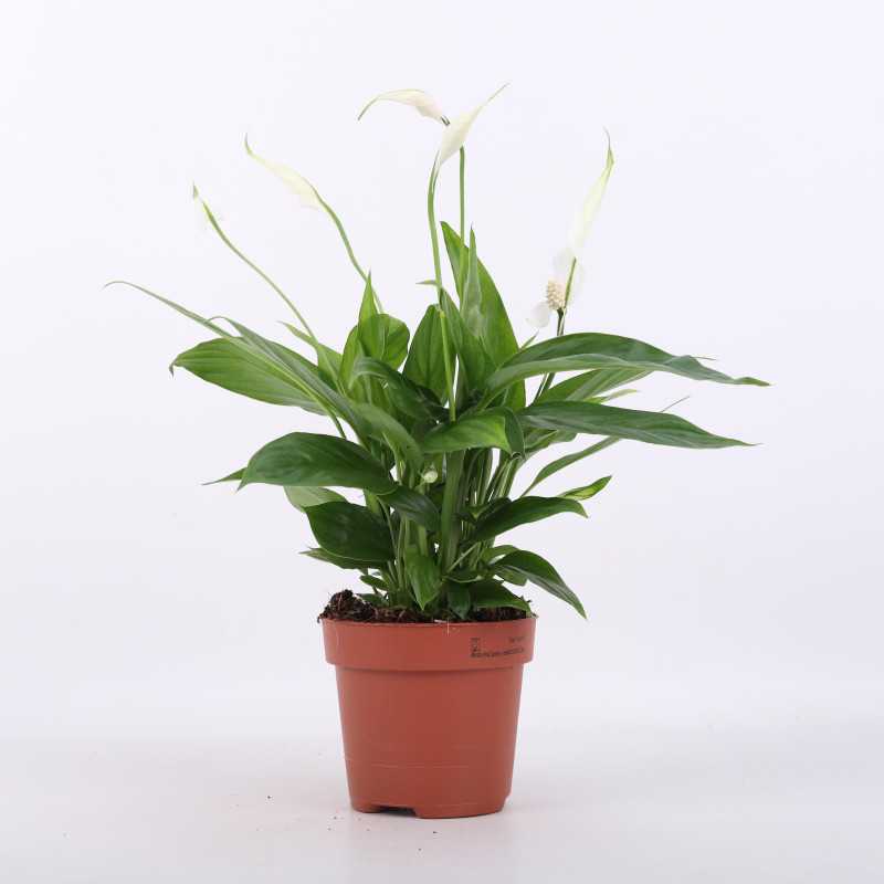 Spathiphyllum ( Skrzydłokwiat)- średnica: 12 cm