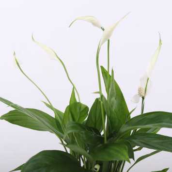 Spathiphyllum ( Skrzydłokwiat)- średnica: 12 cm