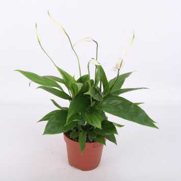 Spathiphyllum ( Skrzydłokwiat)- średnica: 12 cm