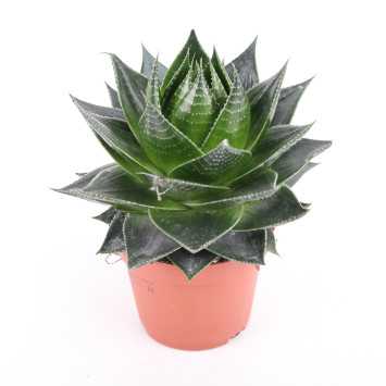 ALOES 13 UB NL-215834275 ALOES