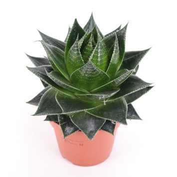 ALOES 13 UB NL-215834275 ALOES