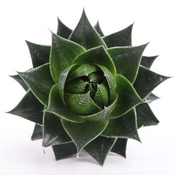 ALOES 13 UB NL-215834275 ALOES