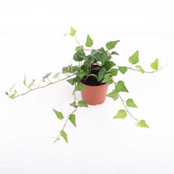 HEDERA 08 QUAK NL-247785768 HEDERA