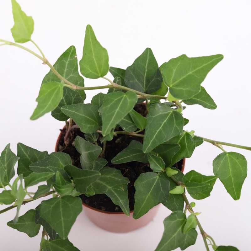 HEDERA 08 QUAK NL-247785768 HEDERA