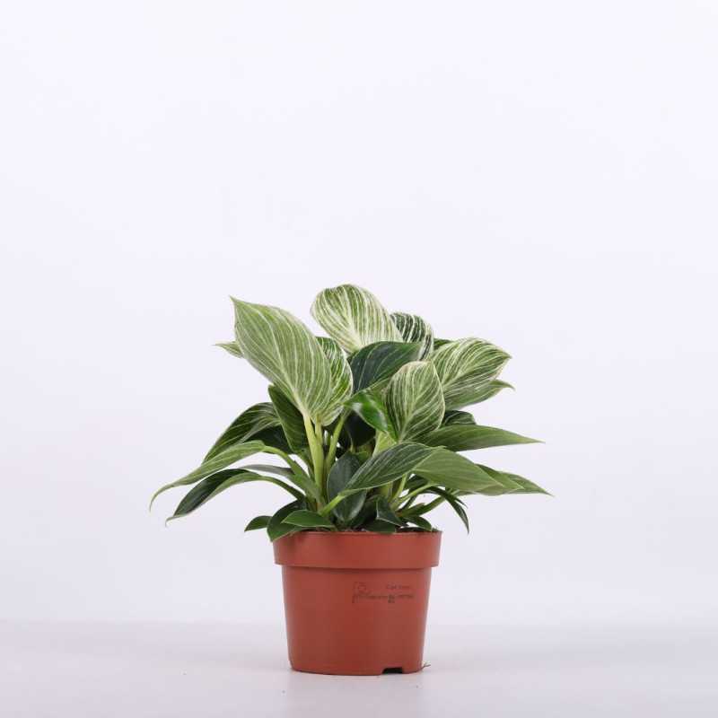 Philodendron Birkin (Filodendron) średnica: 11 cm Philodendron Birkin (Filodendron) średnica: 11 cm