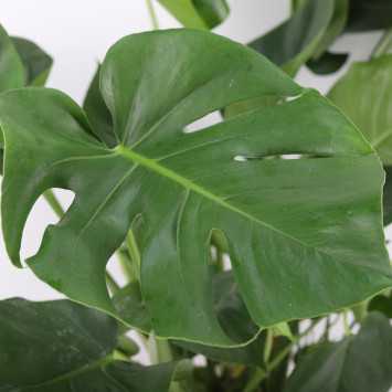 Monstera deliciosa - śr.donicy: 21 [cm]