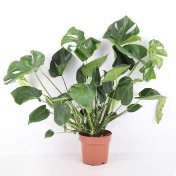 Monstera deliciosa - śr.donicy: 21 [cm]