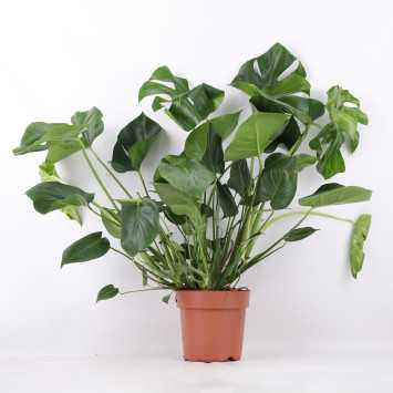 Monstera deliciosa - śr.donicy: 21 [cm]