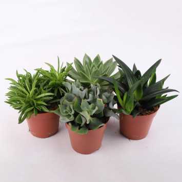 Aloes MIX- średnica: 12 cm