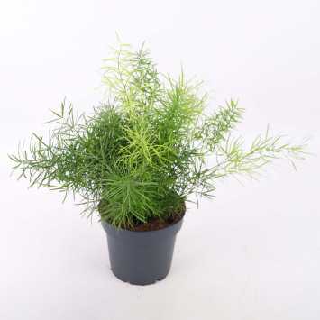 Asparagus - śr.donicy: 12 cm