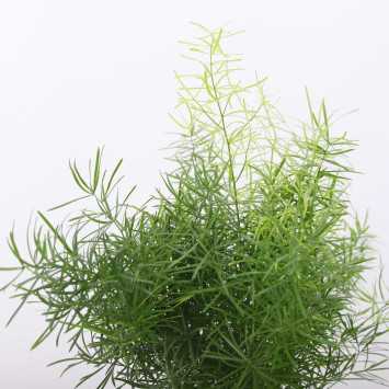 Asparagus - śr.donicy: 12 cm