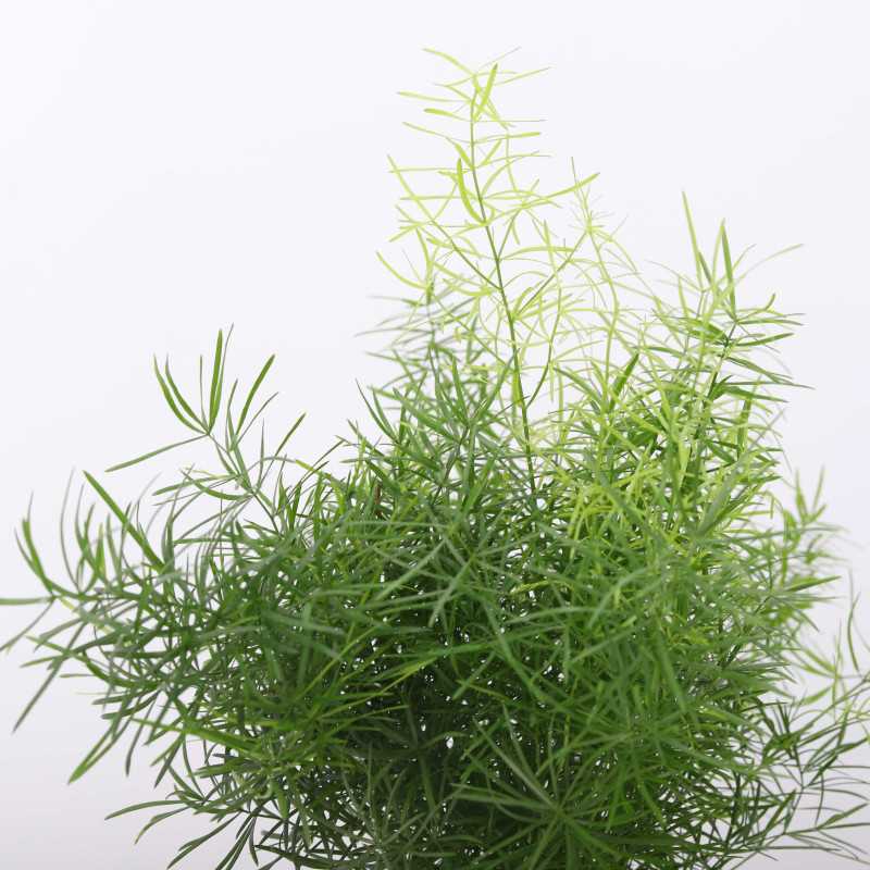 Asparagus Sprengeri (Asparagus Sprengera) śr.donicy: 12 cm