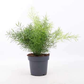 Asparagus - śr.donicy: 12 cm