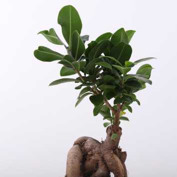 Ficus microcarpa Ginseng (Fikus tępy, Bonsai)