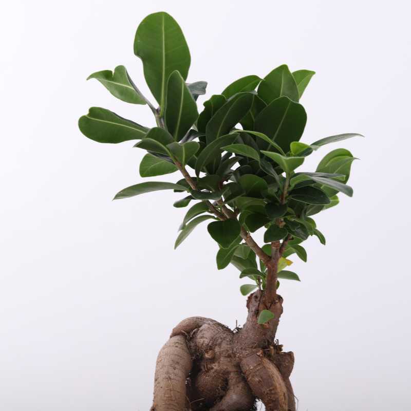 Ficus microcarpa Ginseng (Fikus tępy, Bonsai)