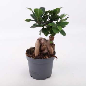 Ficus microcarpa Ginseng (Fikus tępy, Bonsai)