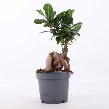 Ficus microcarpa Ginseng (Fikus tępy, Bonsai)