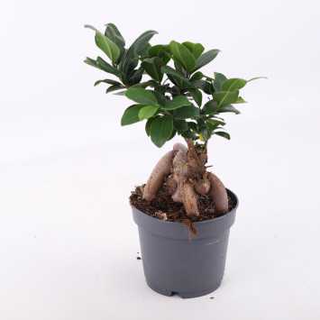 Ficus microcarpa Ginseng (Fikus tępy, Bonsai)