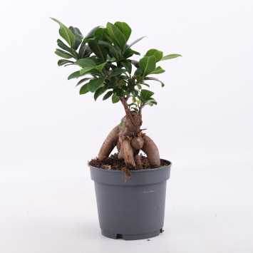 Ficus microcarpa Ginseng (Fikus tępy, Bonsai)