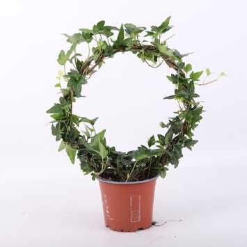 Hedera Koło- średnica donicy: 12 cm