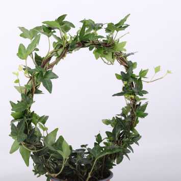 Hedera Koło- średnica donicy: 12 cm