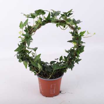 Hedera Koło- średnica donicy: 12 cm