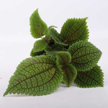 Pilea Mollis moon valley