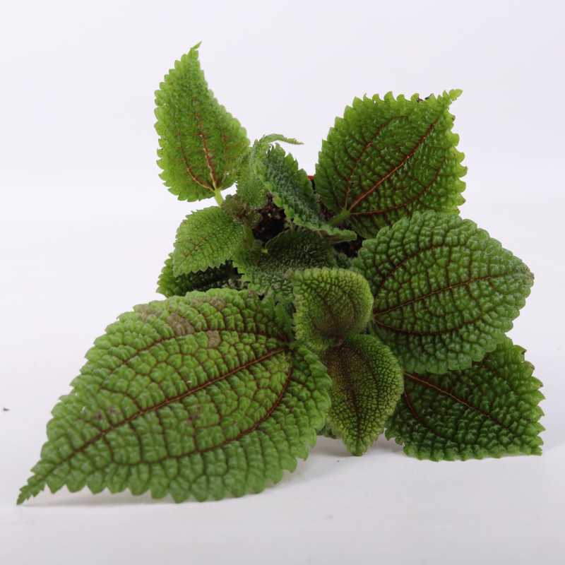 Pilea Mollis moon valley