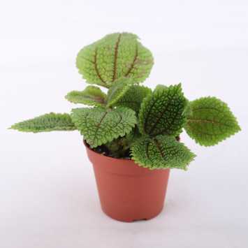 Pilea Mollis moon valley