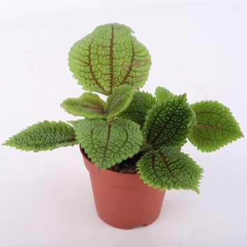 Pilea Mollis moon valley