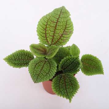 Pilea Mollis moon valley