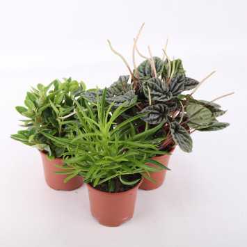 Peperomia MIX- średnica: 11 cm