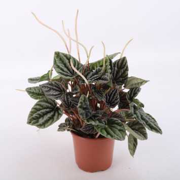 Peperomia MIX- średnica: 11 cm