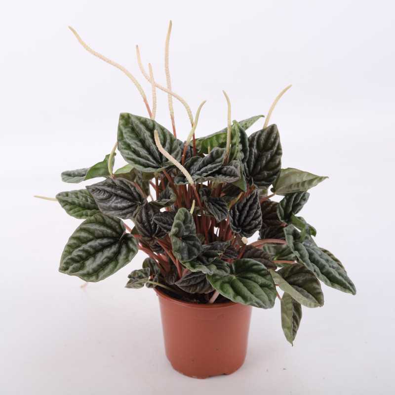 Peperomia MIX- średnica: 11 cm