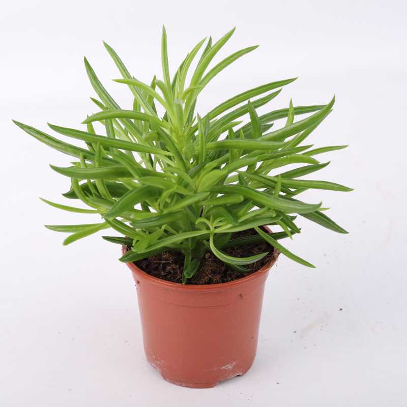 Peperomia MIX- średnica: 11 cm