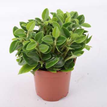 Peperomia MIX- średnica: 11 cm