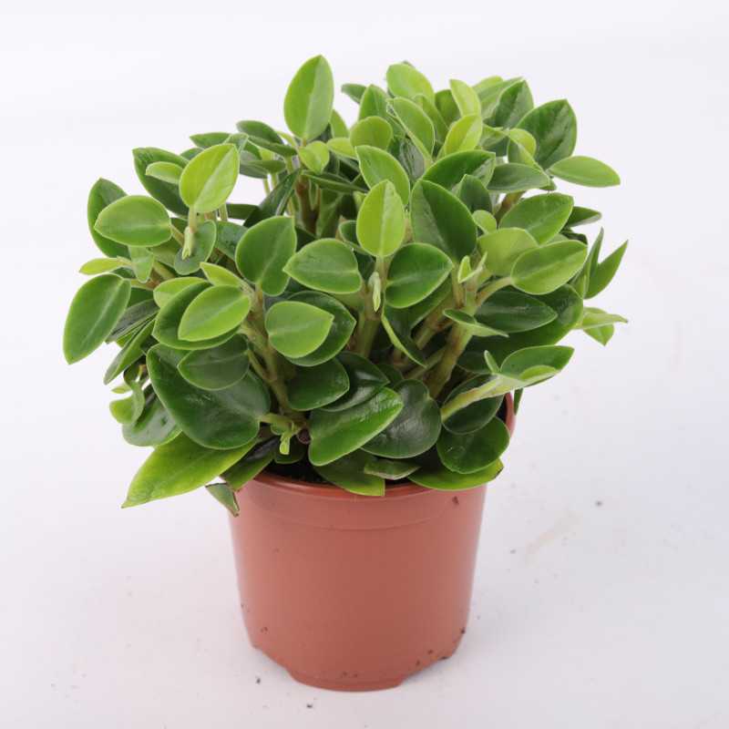 Peperomia MIX- średnica: 11 cm