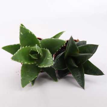 Succulent MIX - średnica: 5 cm
