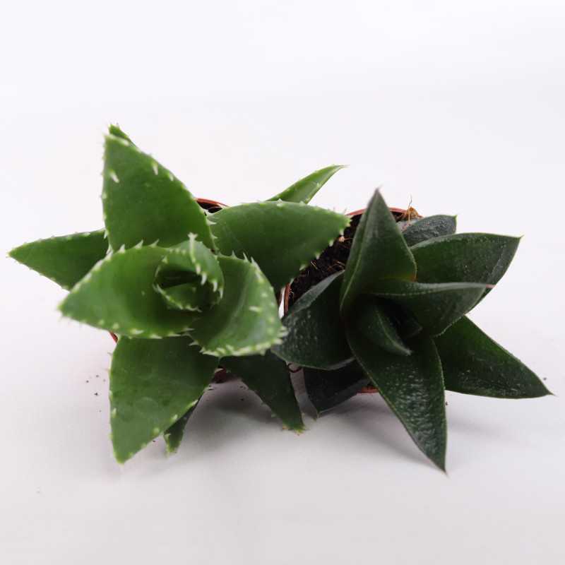 Succulent MIX - średnica: 5 cm