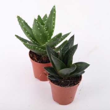 Succulent MIX - średnica: 5 cm