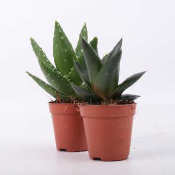 Succulent MIX - średnica: 5 cm