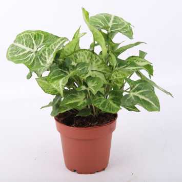 Syngonium arrow (Zroślicha)