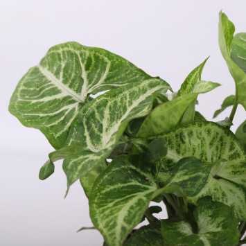 Syngonium arrow (Zroślicha)