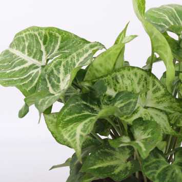 Syngonium arrow (Zroślicha)