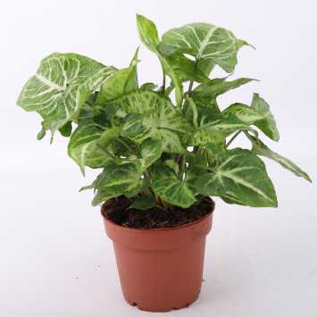 Syngonium arrow (Zroślicha)
