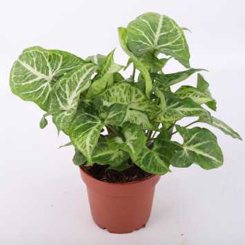 Syngonium arrow (Zroślicha)